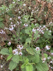 Verbenaceae