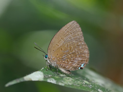 Arhopala