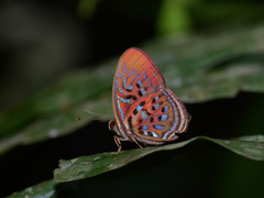 Paralaxita telesia