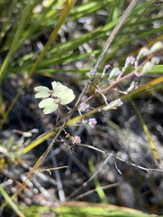 Stylidium angustifolium