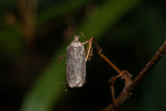 Agonopterix heracliana
