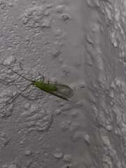 Chrysoperla harrisii