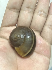 Hemiplecta distincta