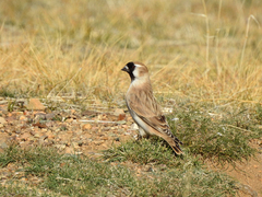 Montifringilla davidiana