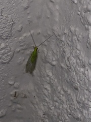 Chrysoperla harrisii