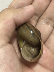 Hemiplecta distincta