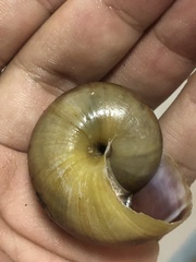 Hemiplecta distincta