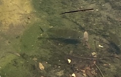 Acanthopagrus australis