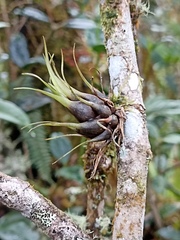Tillandsia