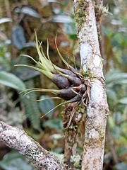Tillandsia