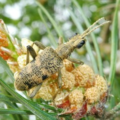 Rhagium mordax