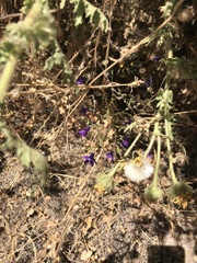 Conanthera campanulata