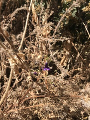 Conanthera campanulata