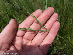 Kohautia amatymbica