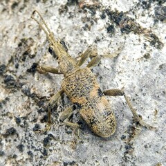 Rhagium mordax