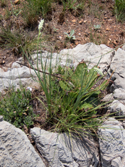 Albuca virens