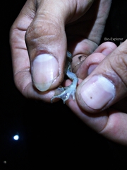 Fejervarya cancrivora