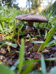 Agaricus