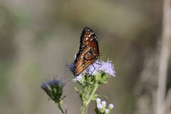 Danaus eresimus