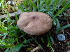 Agaricus