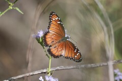 Danaus eresimus