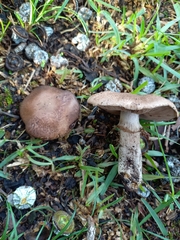Agaricus