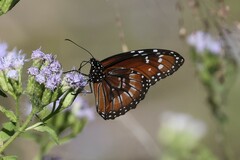 Danaus eresimus
