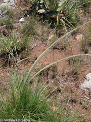 Hypoxis rigidula