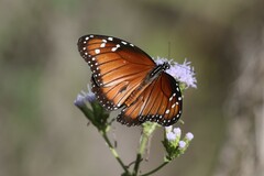 Danaus eresimus