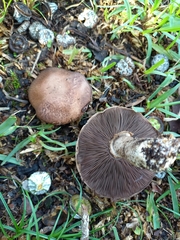 Agaricus