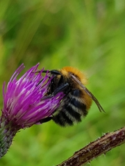 Bombus schrencki