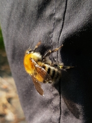 Bombus schrencki