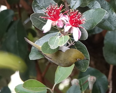 Zosterops lateralis chloronotus