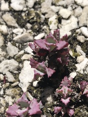 Oscularia deltoides