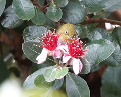 Zosterops lateralis chloronotus