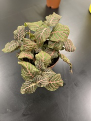 Fittonia albivenis
