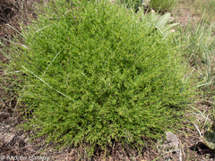 Melolobium subspicatum