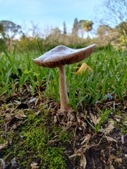 Volvopluteus gloiocephalus
