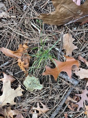 Agrostis perennans