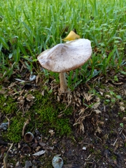 Volvopluteus gloiocephalus