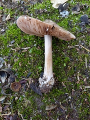 Volvopluteus gloiocephalus