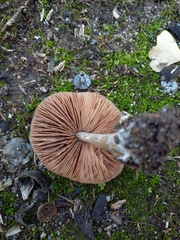 Volvopluteus gloiocephalus