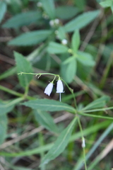 Adenophora triphylla