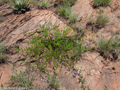 Sphenostylis angustifolia