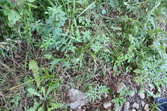 Adenophora triphylla