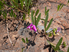 Sphenostylis angustifolia