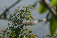 Nyctanthes arbor-tristis