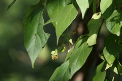 Nyctanthes arbor-tristis