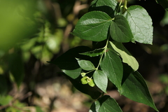 Nyctanthes arbor-tristis