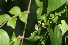 Nyctanthes arbor-tristis